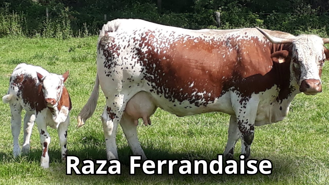 Raza de ganado Ferrandaise: Diversidad y rusticidad en una sola raza