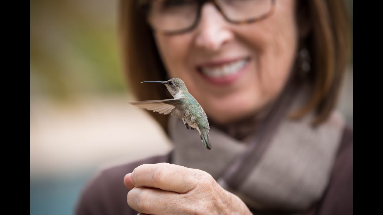 Handfeeding Hummingbirds