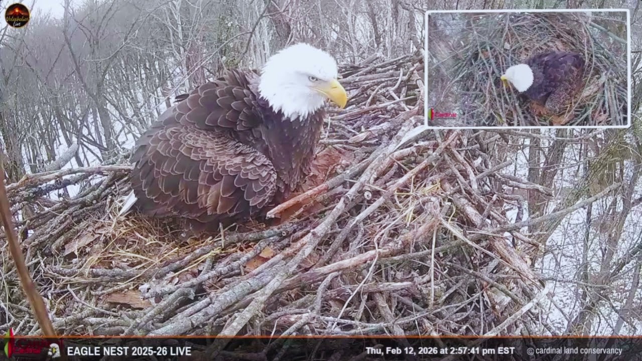 First Egg of 2026 for Bonnie & Clyde Bald Eagles