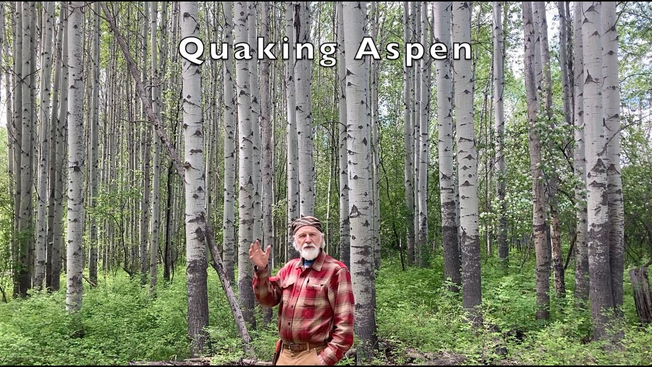 Quaking Aspen - How to Harvest the Bark with Michael Pilarski 