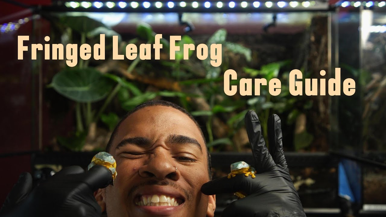 AMAZING FRINGED LEAF FROG CARE GUIDE (Cruziohyla craspedopus) | HERP HERO