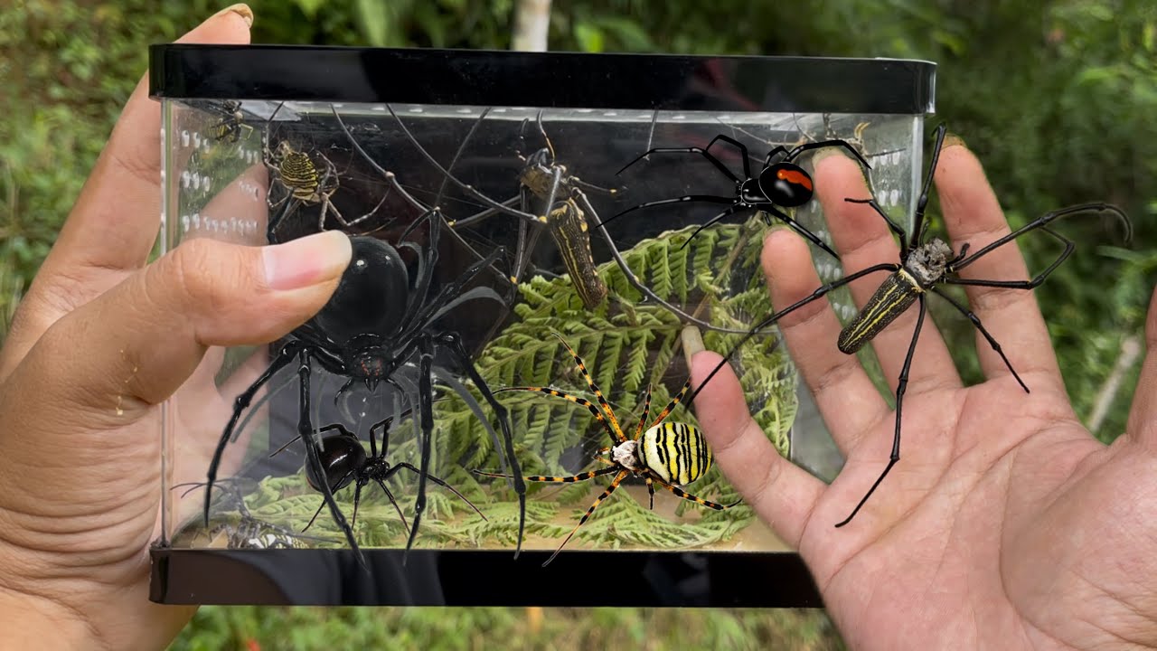 Hunting Spider and rescue fallen Golden orb Spider