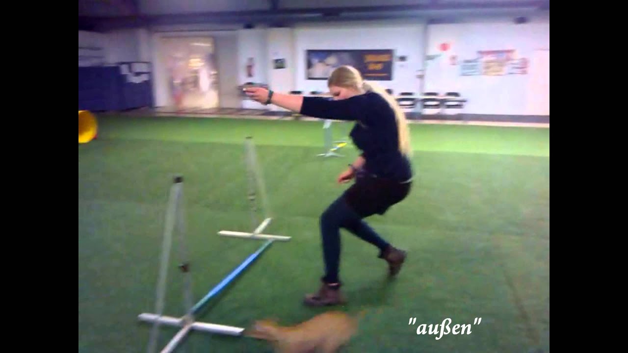 Agility- Junghundtraining mit Peach (Italian Greyhound)