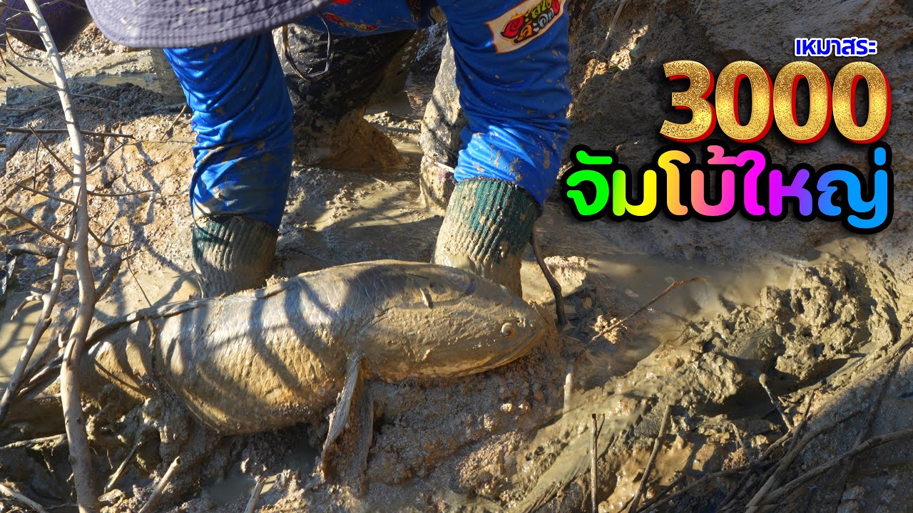 ทีเด็ดโนนกลาง!! เหมาสระ 3,000฿ เปิดมาตัวใหญ่มาก บางตัวแอบเนียน #อะลางสะออนเหมาสระ ปี68 EP.01