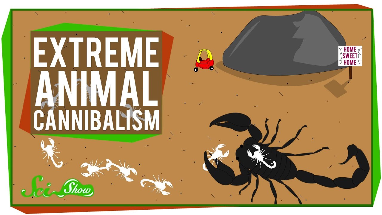 Extreme Animal Cannibalism