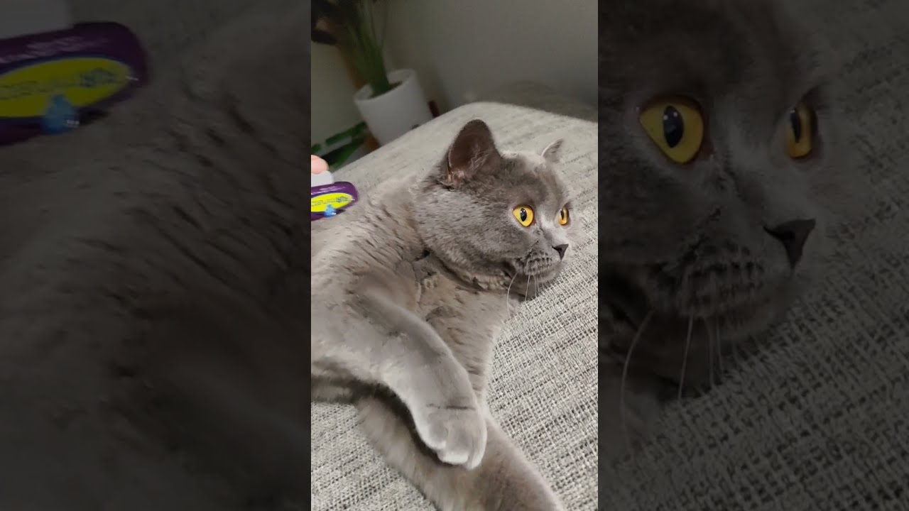 british shorthair enjoy gooming