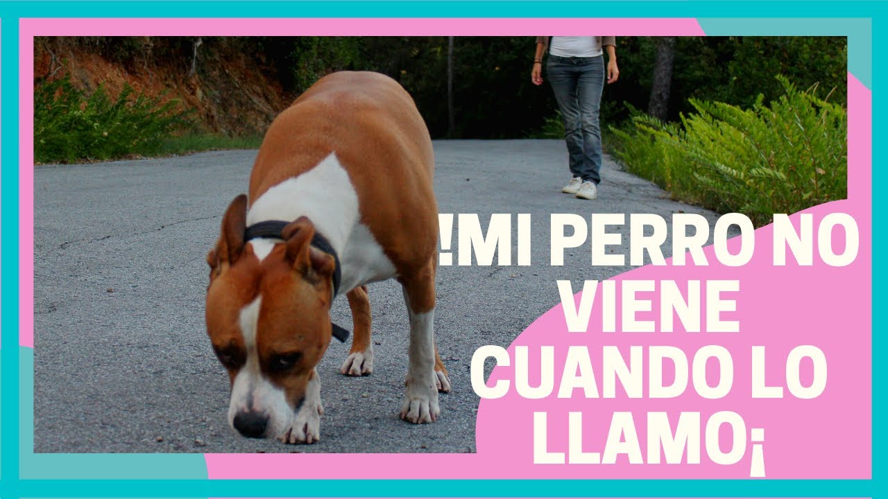 📣Mi perro NO ME HACE NI CASO cuando lo llamo. 5 ERRORES TÍPICOS!