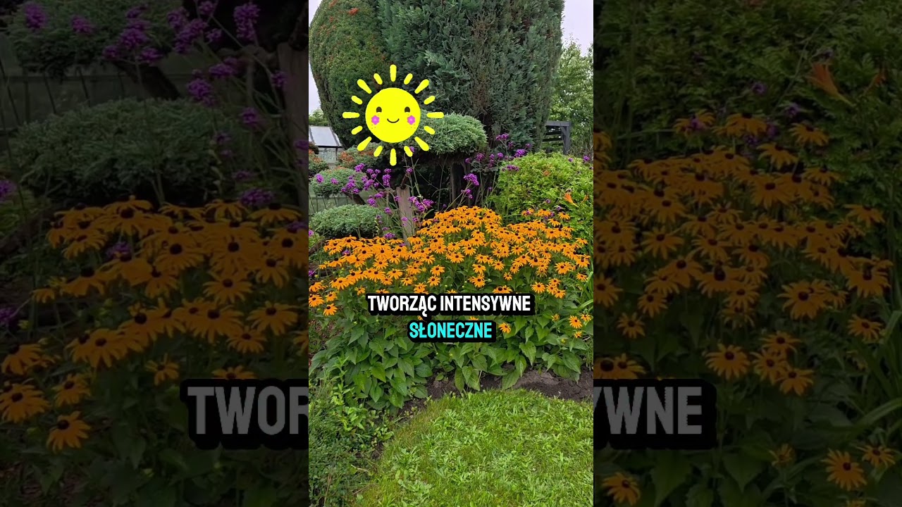 Bylina, kt&oacute;ra kwitnie od lata az do p&oacute;źnej jesieni.- Polecam #ogrodnictwo #knur&oacute;w #garden