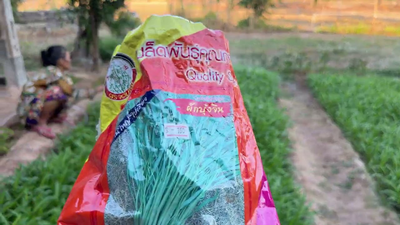 เย็นนี้พามาชมสวนผักบุ้งจีนของยายพั้น 🌿ผักงามๆ เขียวสด กรอบน่ากินมากครับ 