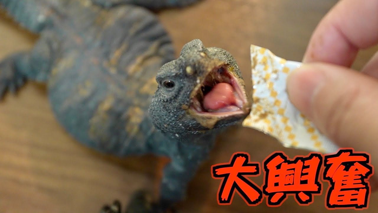 トカゲのおっさん、人工飼料まっしぐら！