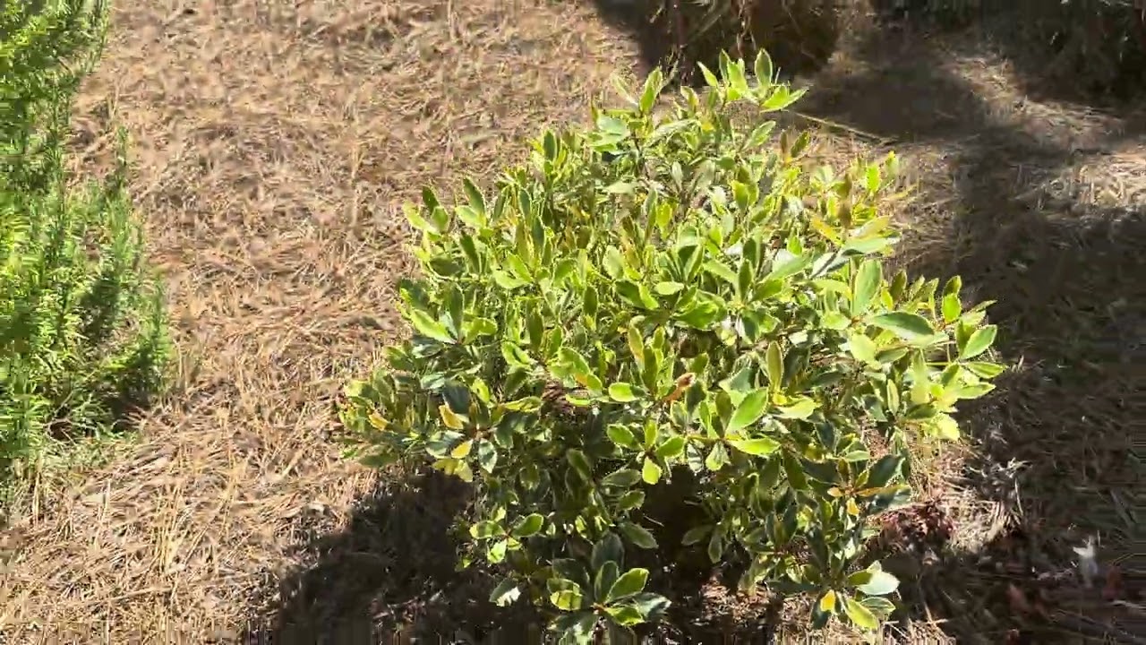 Juliet Cleyera - Southern Roots Garden Center (Belmont, NC)