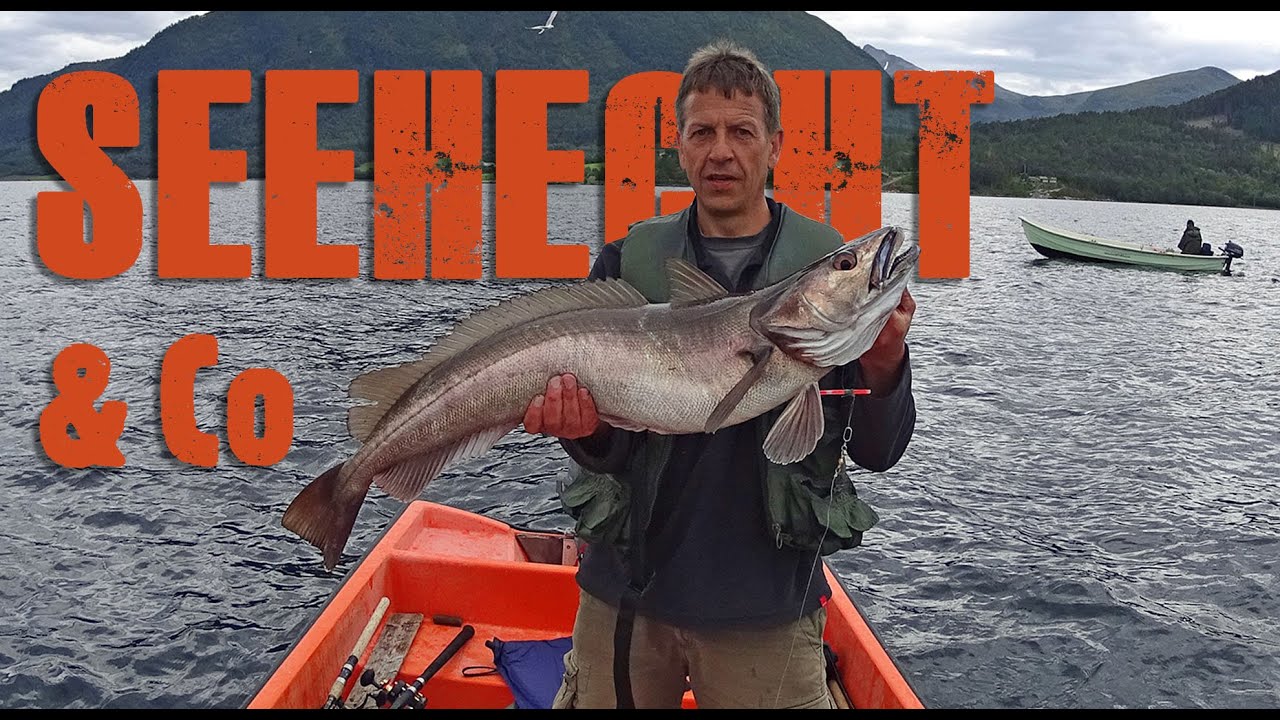 Angeln in Norwegen auf Seehecht, Dorsch, Leng, Pollack und Fleckhai.