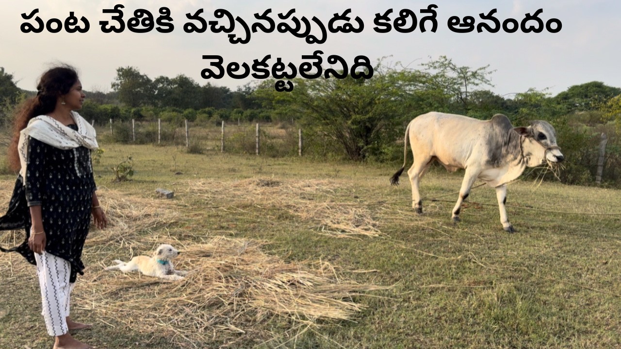 పంట చేతికి వచ్చాక కలిగే ఆనందం వెలకట్టలేనిది॥paddy harvest ॥పొలంలోపండిన  అలసందలతో వడలు॥madhuvanam 