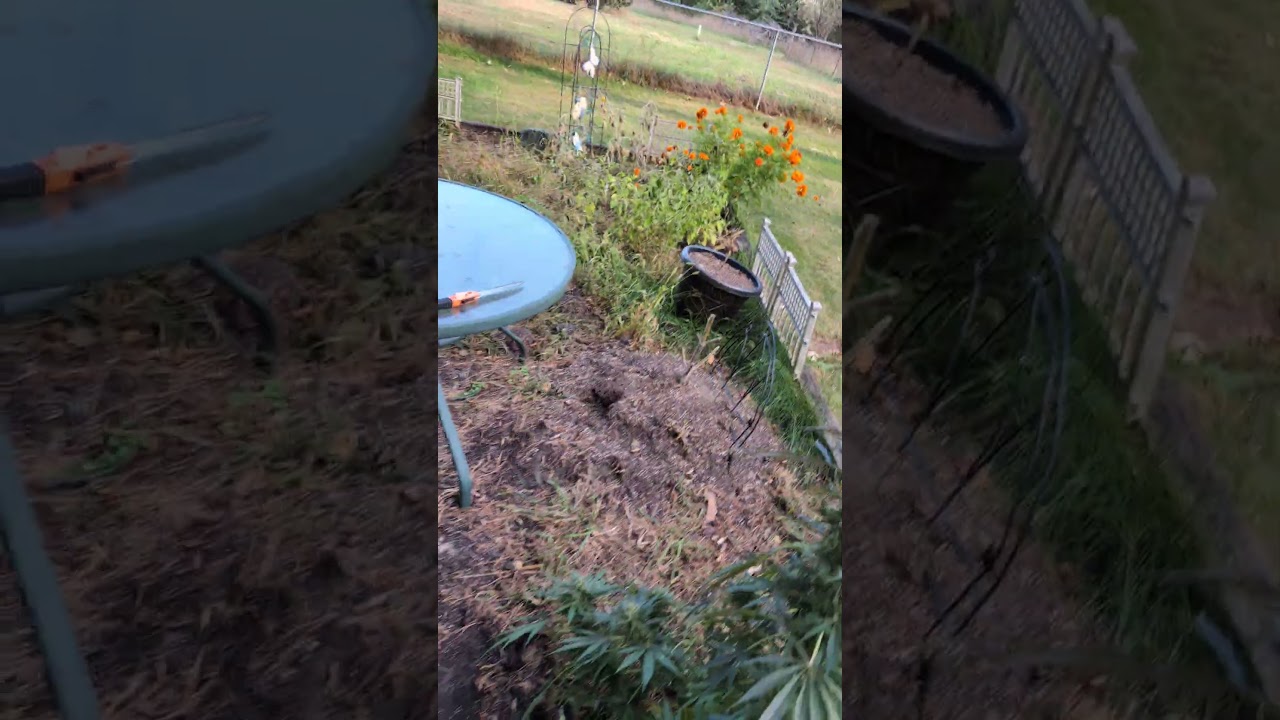 #homegrown #420community #harvestseason #gardening #cannabisdaily