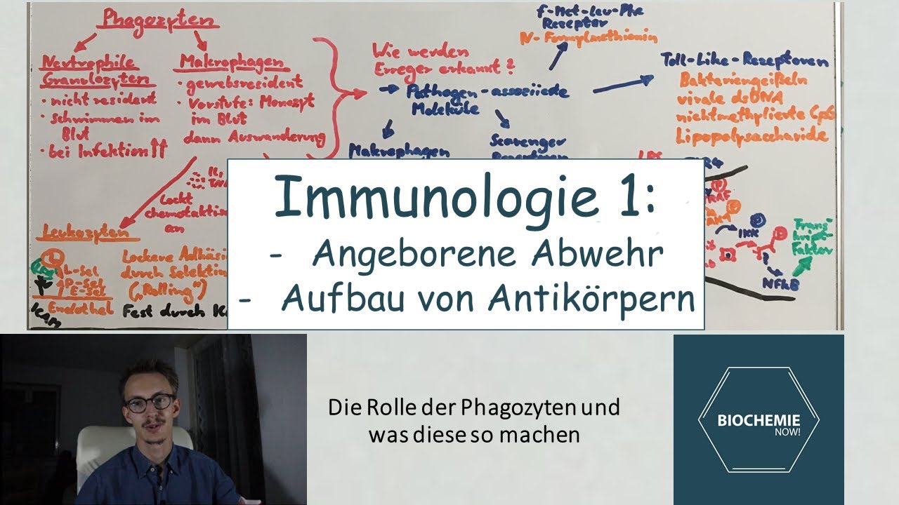 WIE BEGINNT DIE IMMUNANTWORT & AUFBAU ANTIGENE/ANTIKÖRPER - BiochemieNow (Immunologische Reihe 1)