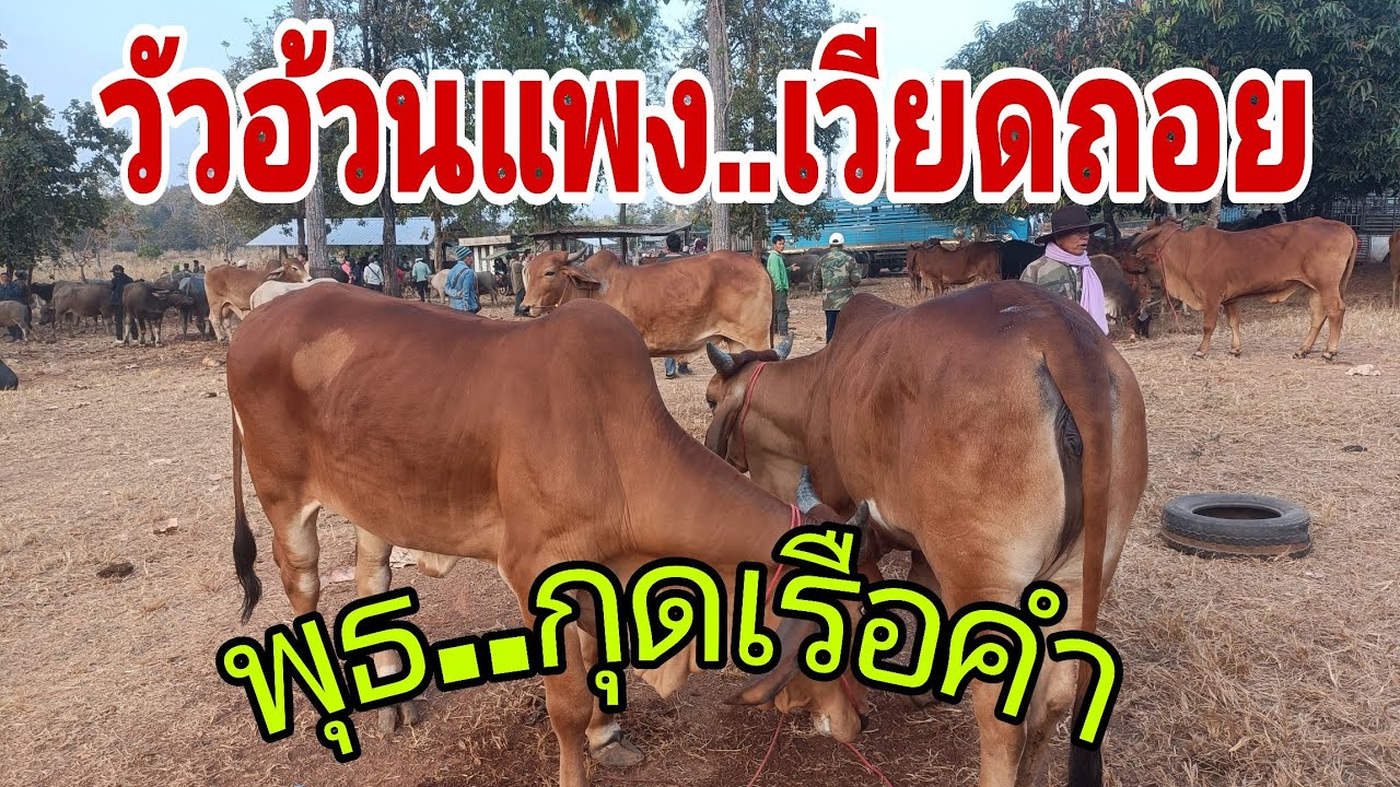 21 มกราคม ค.ศ. 2026