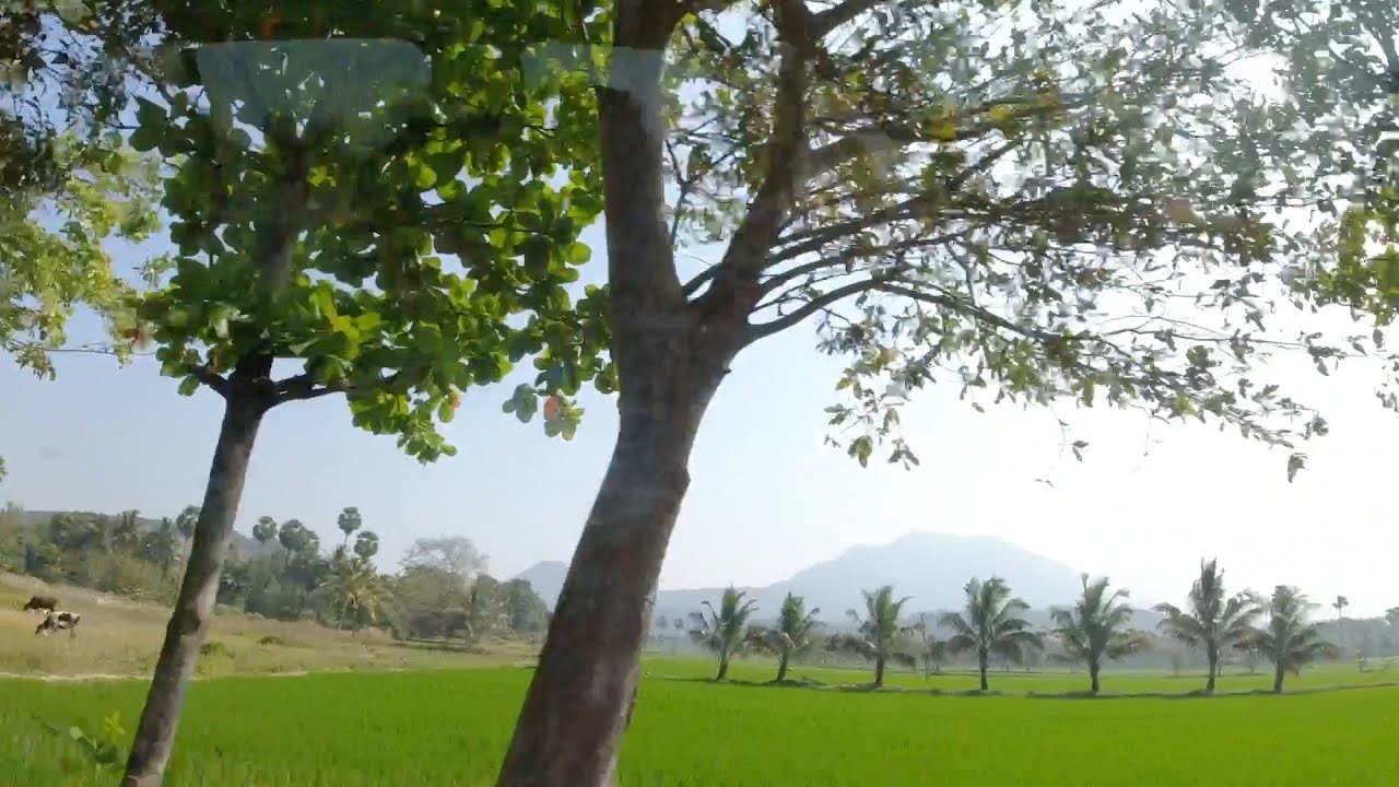 Pothundi dam Palakkad: A scenic drive to the dam/garden