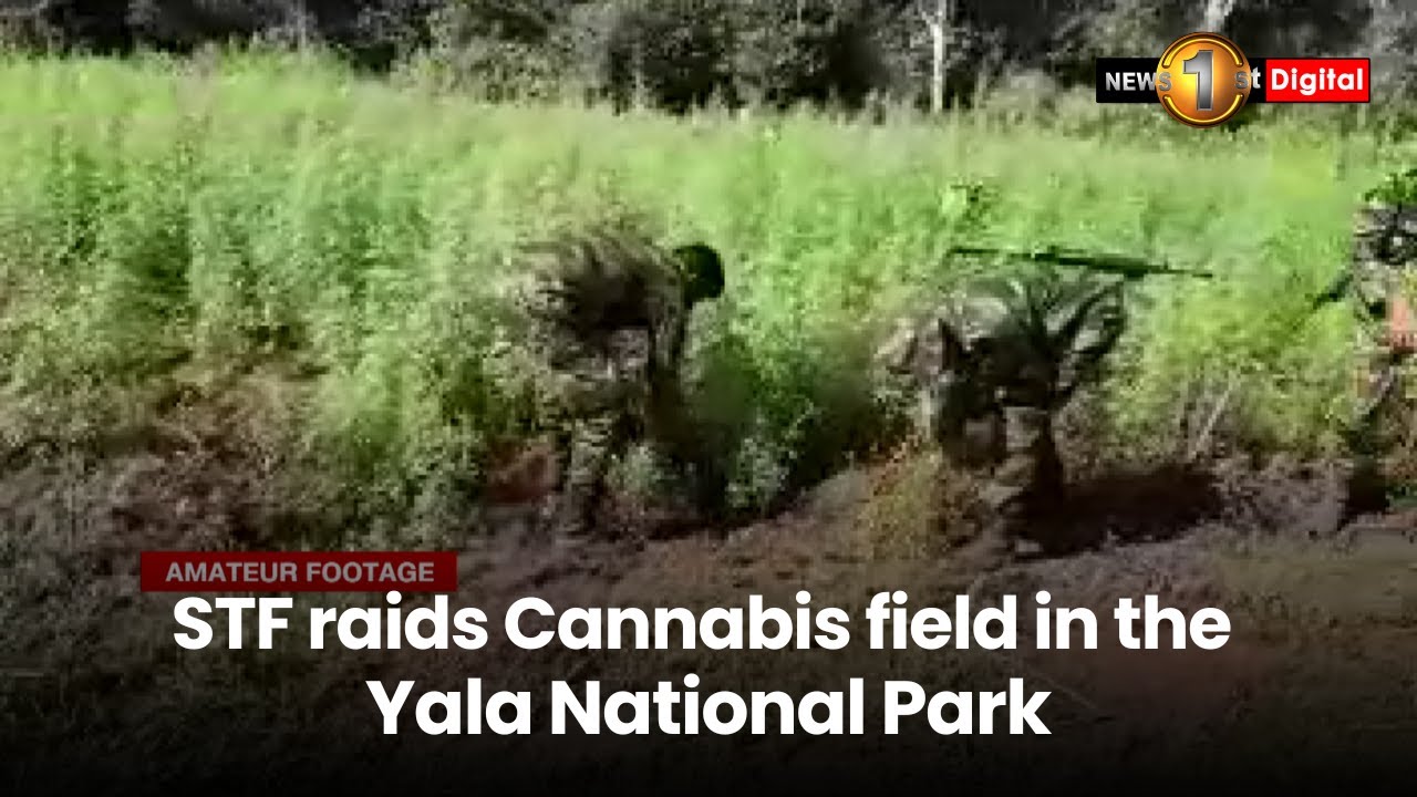 STF raids Cannabis field in the Yala National Park