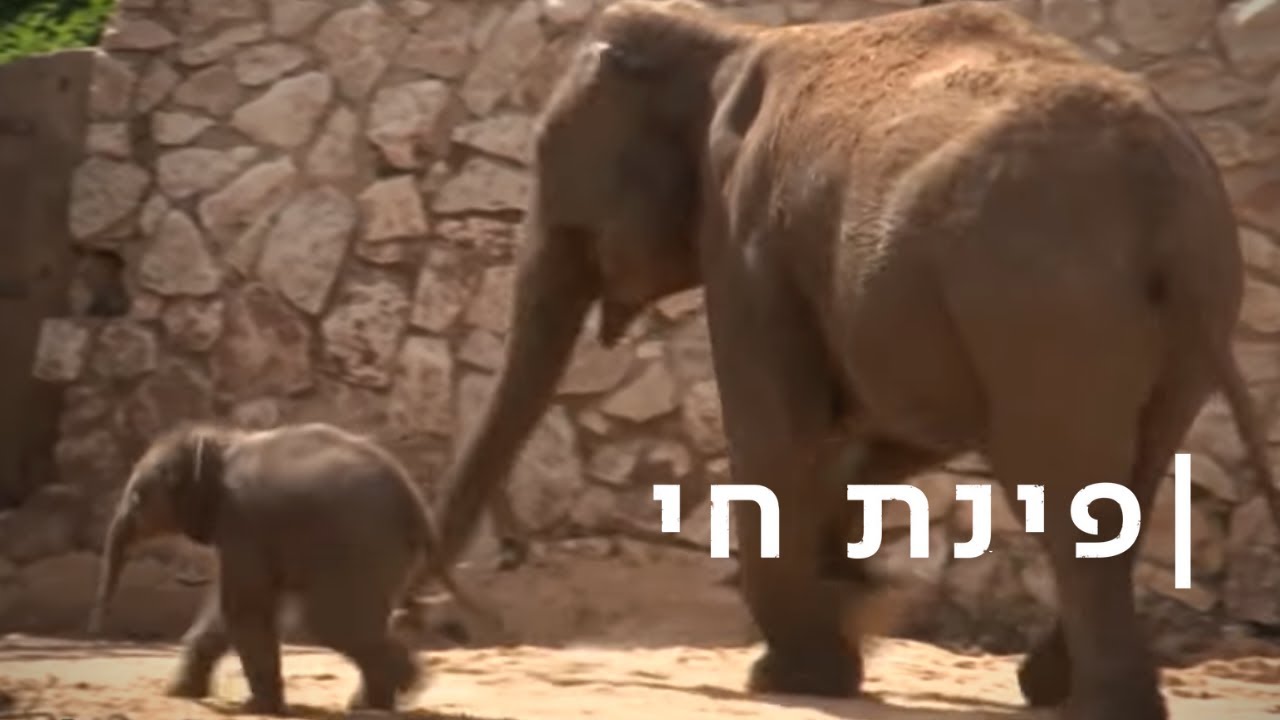 בלי קהל: גור פילים חדש נולד בספארי הריק