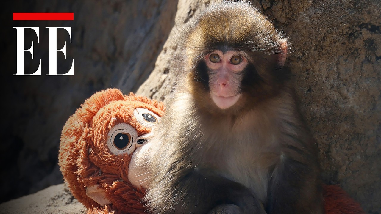 El mono que conquist&oacute; internet abrazando un peluche de orangut&aacute;n | El Espectador