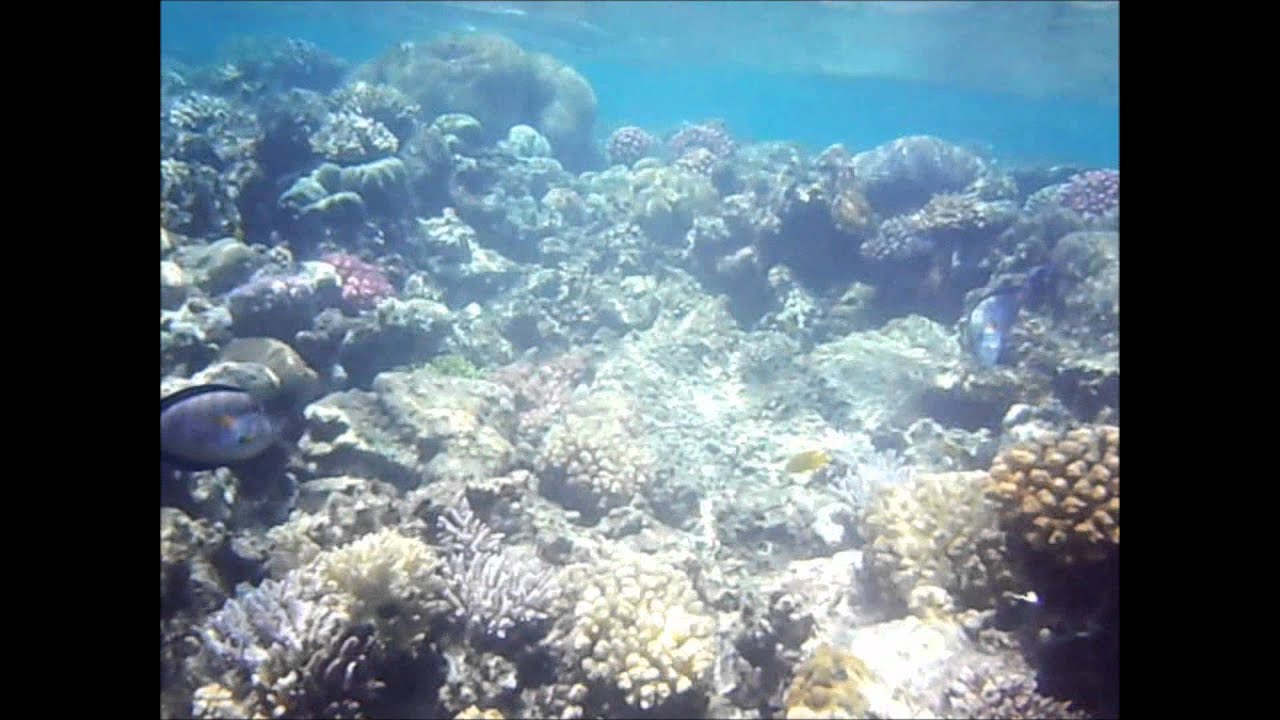 Doktorfische 2011 Hotel Remyvera Riff Hurghada