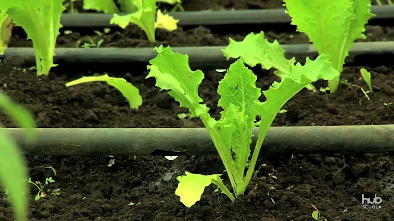 Tecniche agronomiche