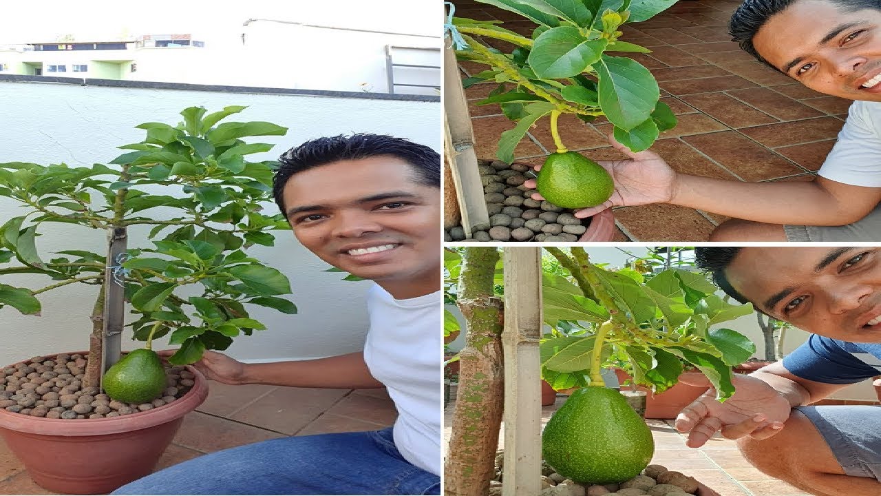 Abacate em Vaso do Plantio a Colheita Exclusivo