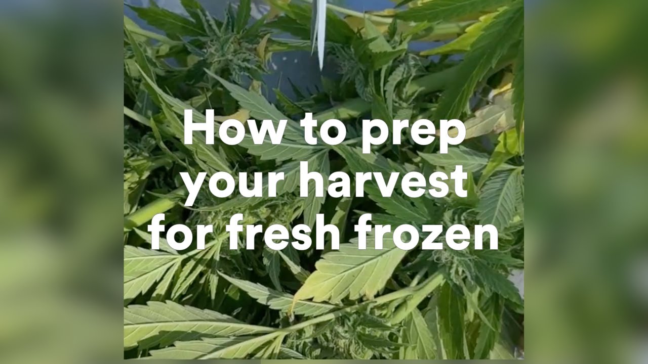 How to prepare your cannabis harvest for fresh frozen