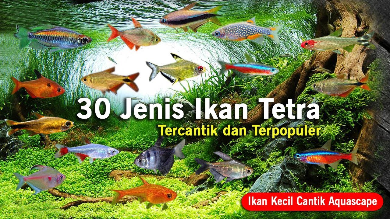 30 Jenis Ikan Tetra Tercantik, Ikan Kecil Cantik (Schoolingfish)