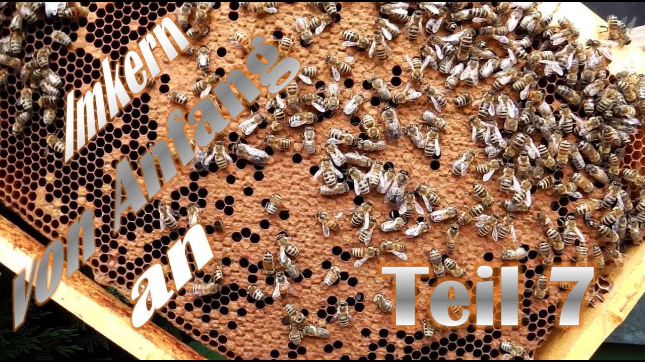 Imkern von Anfang an - Teil 7 - Durchsicht von 3 neuen Bienenvolk-Ablegern