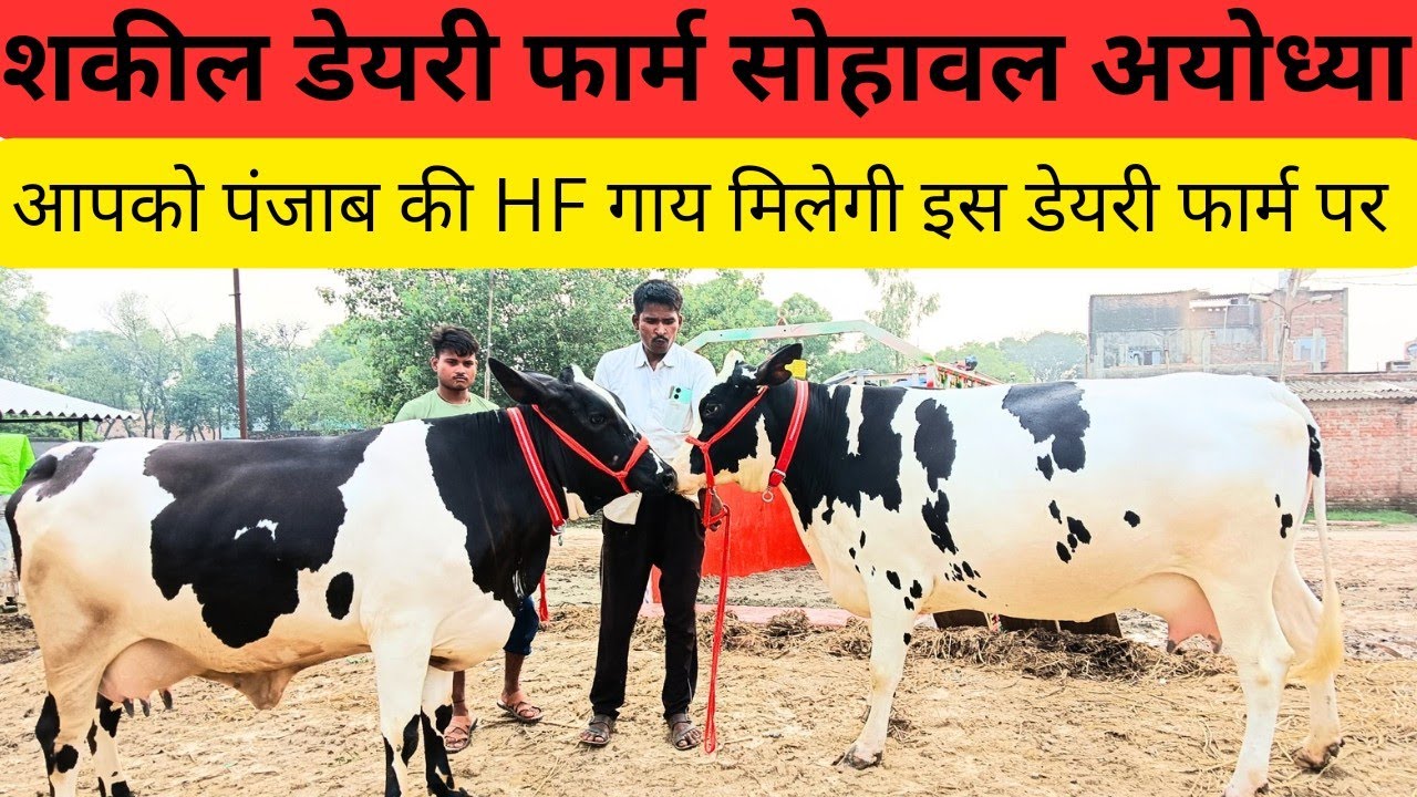 Shakil Dairy Farm पर मिलेगी पंजाब जैसी खुबसूरती HF गाय,रौनाही पुलिस अयोध्या