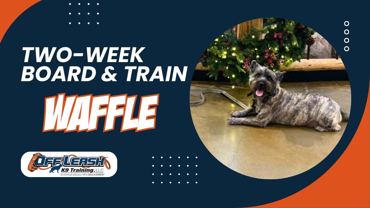 Amazing: How 1y/o Cairn Terrier, “Waffle”,  Became Well Behaved with Off Leash K9 Training Spokane