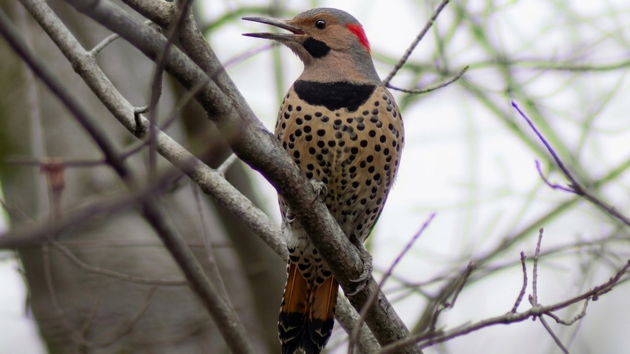 Northern flicker bird call / song / sounds
