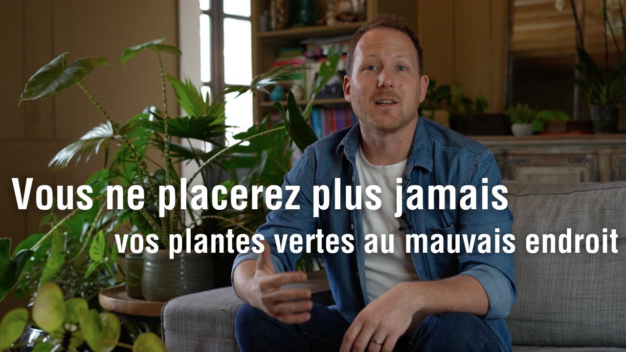 O&ugrave; placer ses plantes vertes d'int&eacute;rieur ?