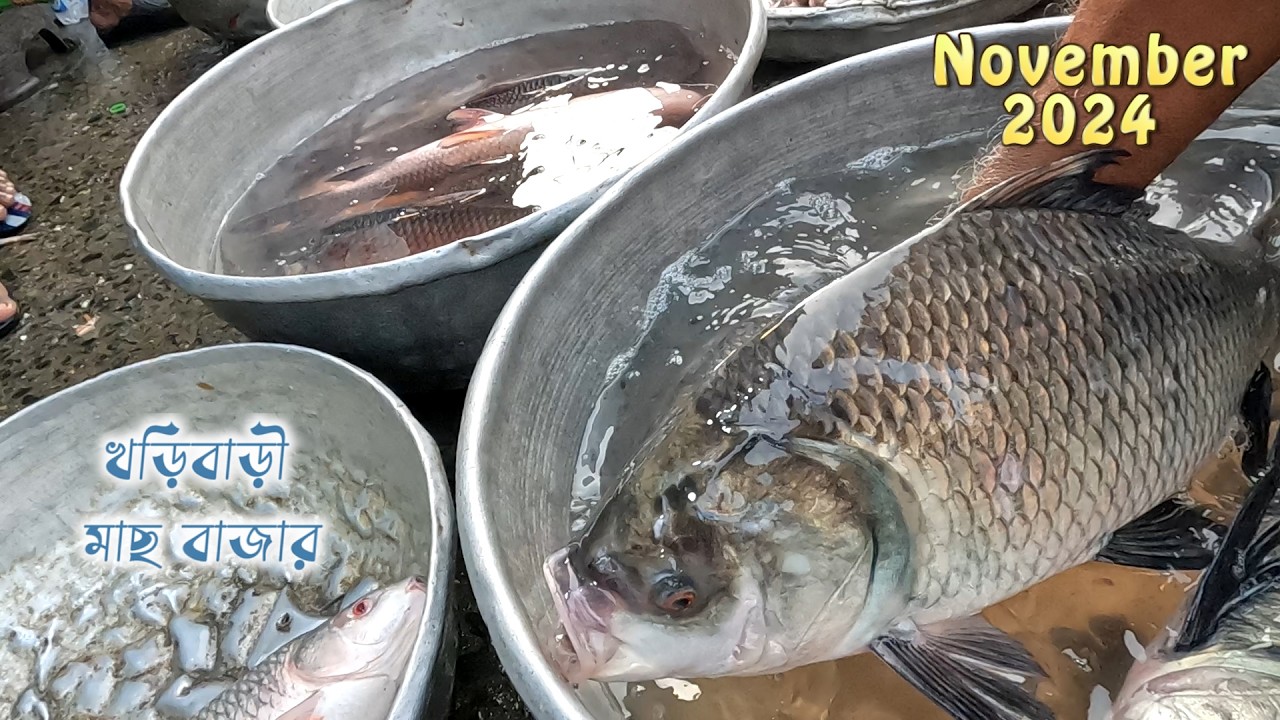 খড়িবাড়ী মাছের বাজারে মাছের দাম নভেম্বর 2024 | khoribari fish market | alive fish price in Kolkata