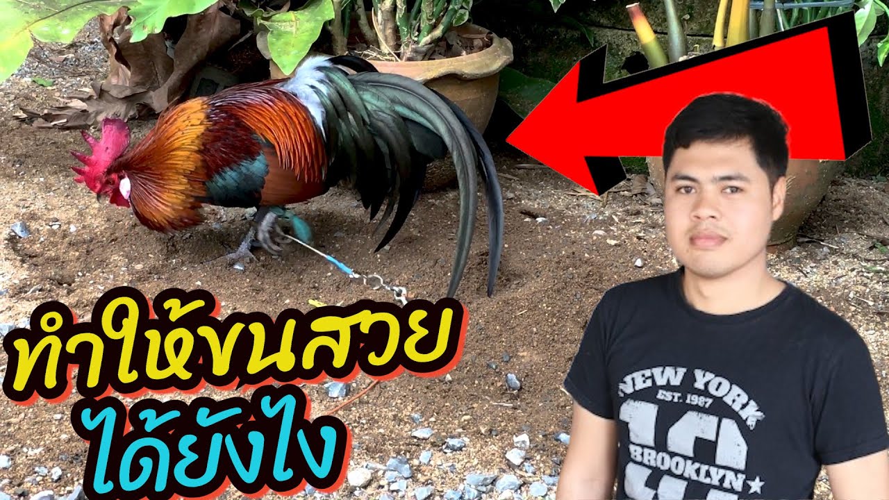 เลี้ยงไก่ต่อให้ขนสวย ต้องทำยังไง (คลิปนี้สร้างเพื่อความรู้เท่านั่น)