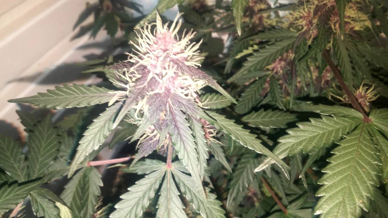 Fastbuds Fastberry - Day 43! PURPLE BUDS!