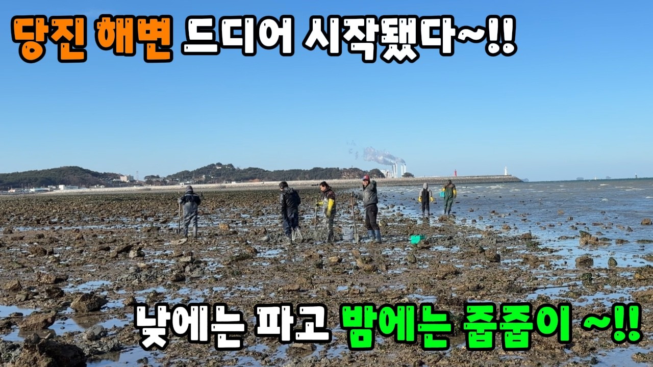 당진 해변에 주간 야간 해루질 드디어 나타나기 시작했습니다