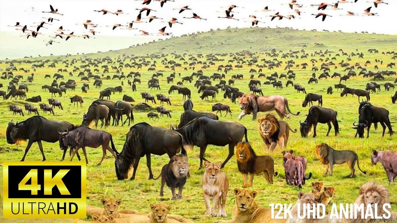 4K African Wildlife  Volcanoes National Park, Africa - Scenic Wildlife Film With African Music