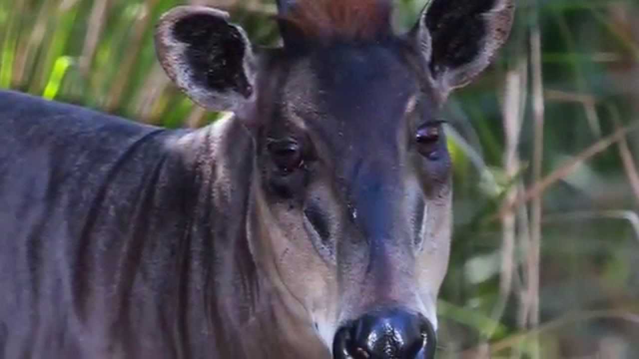 Keeper Close Up: Yellow-Backed Duiker at Naples Zoo