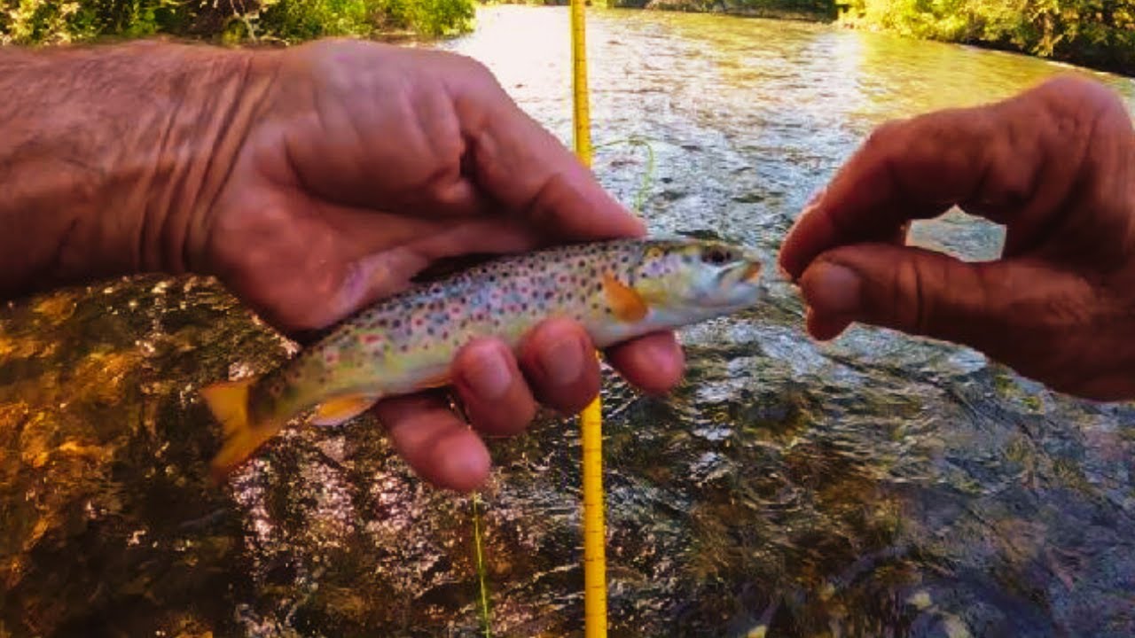 Fly Rod Review-3 Weight Affordable!