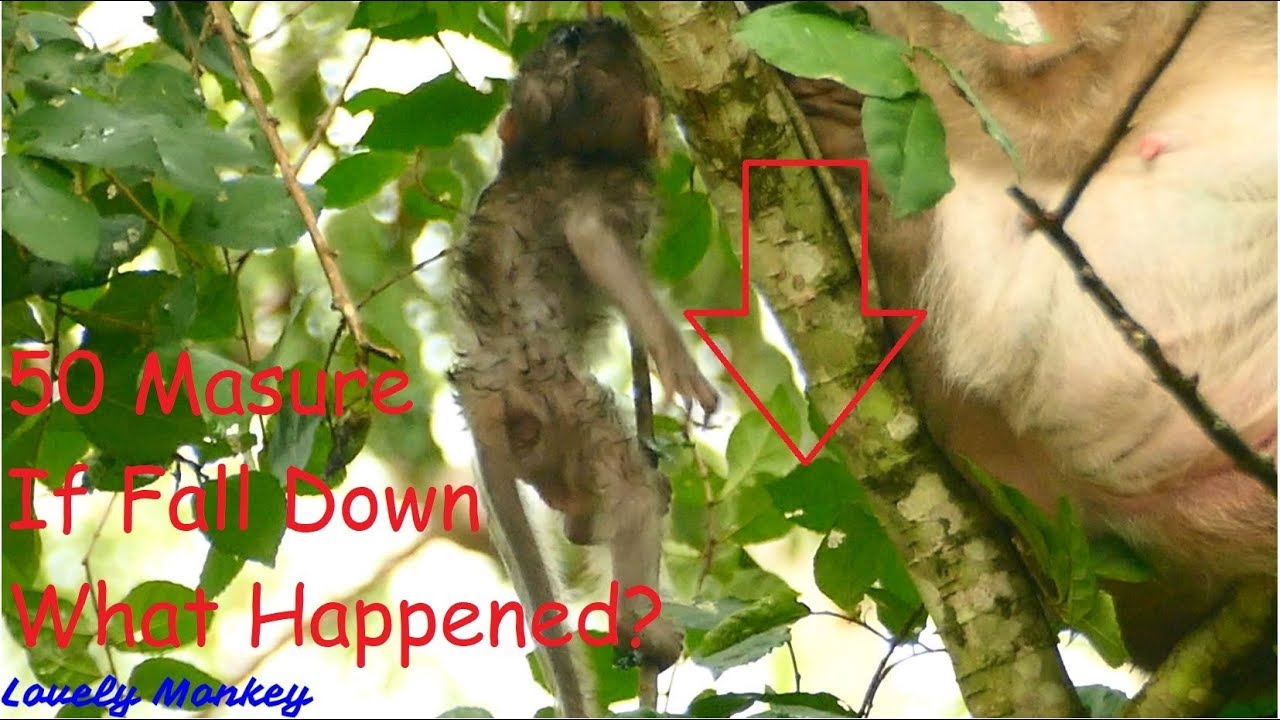 Danger Danger! Worry Baby Lizza Will Fall Down Once Day If She Still Hyper Like This Up 0n The Tree