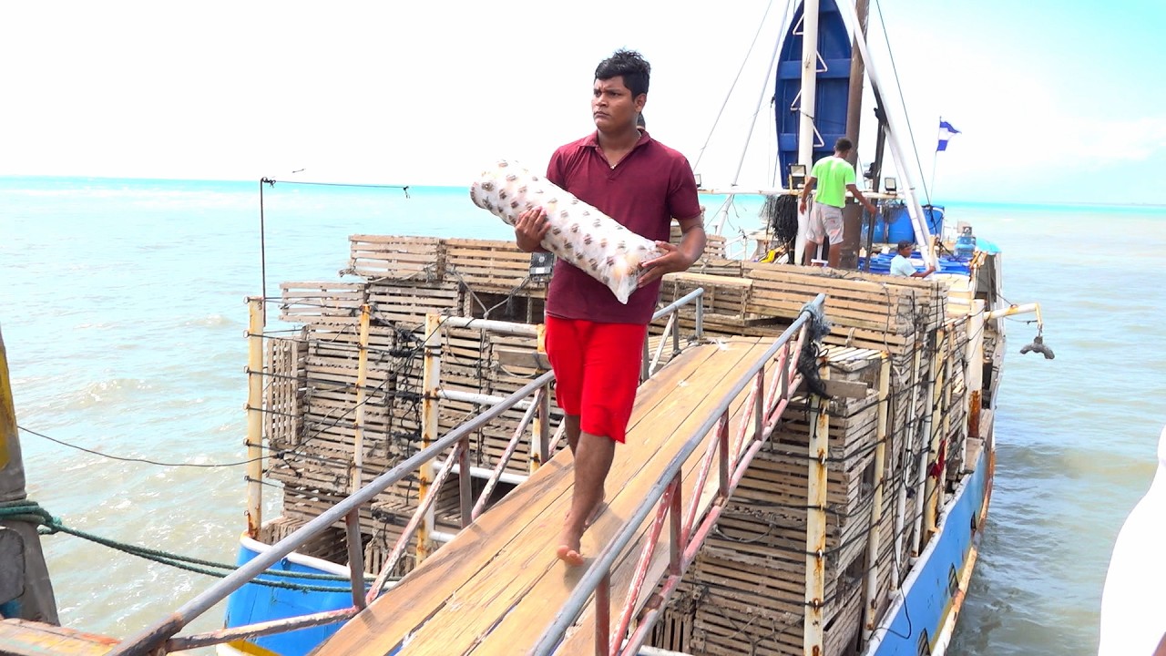 Veda de la langosta garantiza sostenibilidad y empleo en el Caribe de Nicaragua
