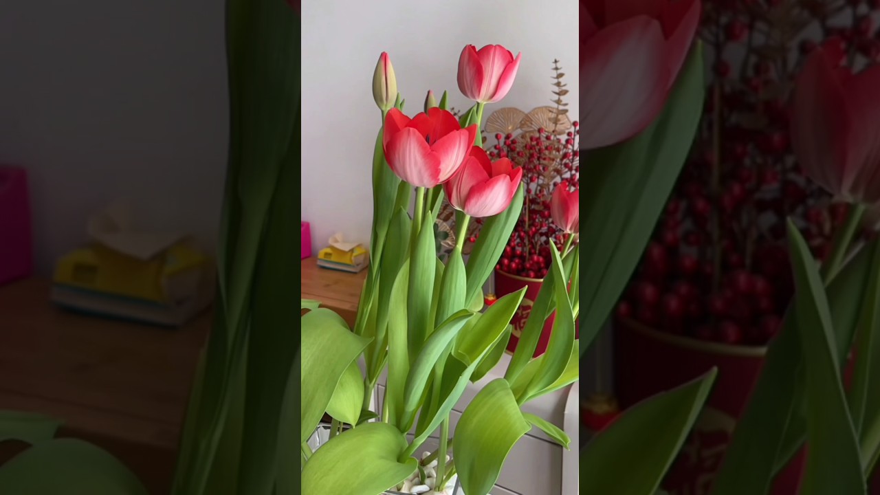 Como cultivar tulipas de forma f&aacute;cil 🌷🌷#tulipas #jardinagem #jardim #dicasdejardinagem #planta