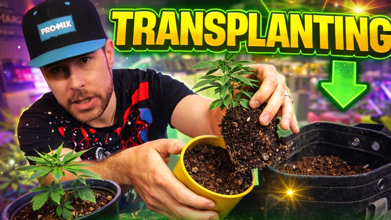 Using AMENDED COCO and Transplanting my AMAZING Genetics