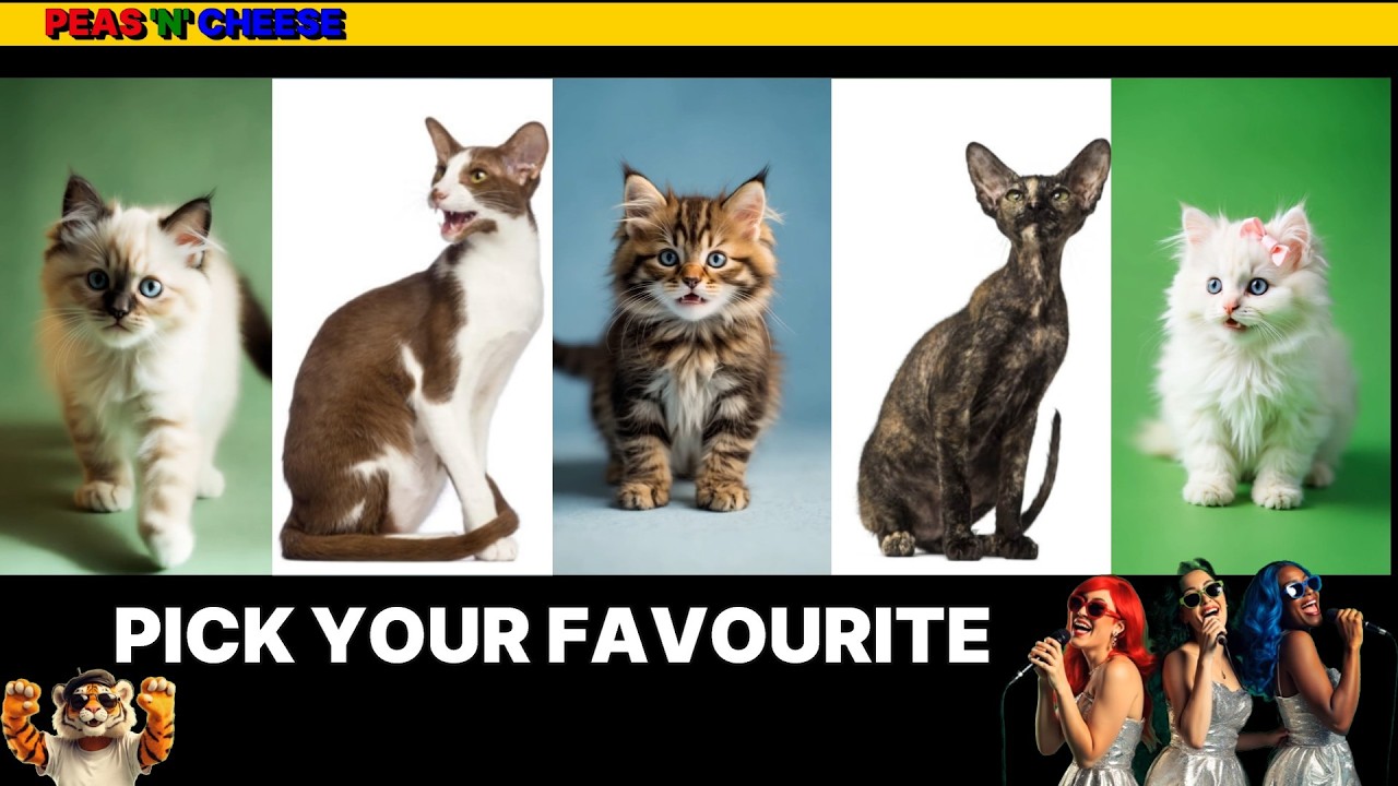 Choose Your Favourite Pedigree Kitten and Cat (Pt 1) 
