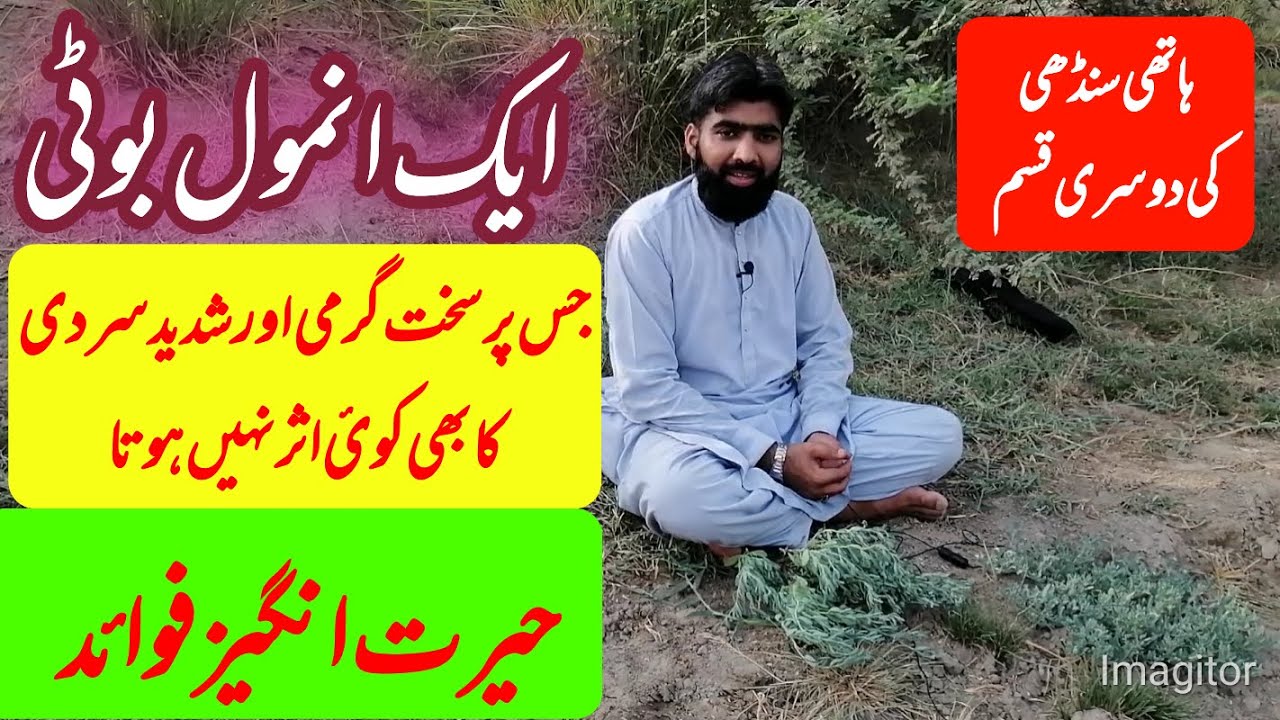 Amazing health benifits of hathi sundi | kharish ka ilaj | baal chir ka ilaj | hathi sundi |