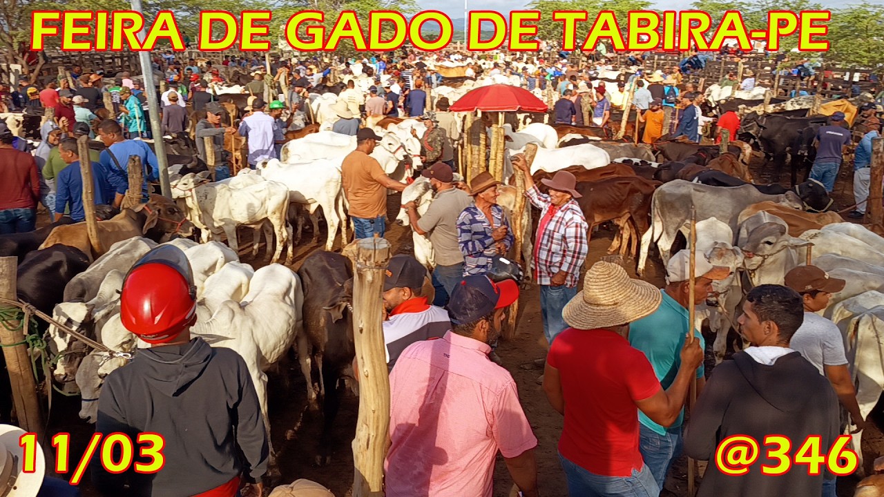 Feira de Gado de Tabira-PE (11/03/26)