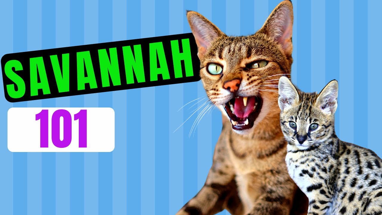 SAVANNAH CAT 101 / Everything You Need To KNOW ABOUT Savannah CATS