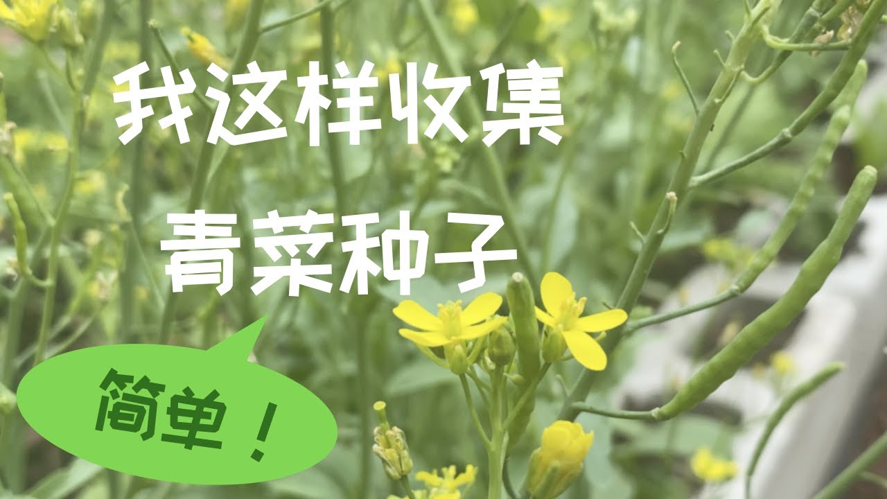 【打籽种菜】怎样收青菜种子｜上海青白菜油菜芥菜萝卜雪里蕻等留种简单方法｜The Simple Way To Collect Seeds Of Bok Choy